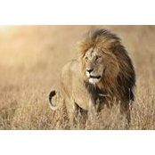David Sisk's photo