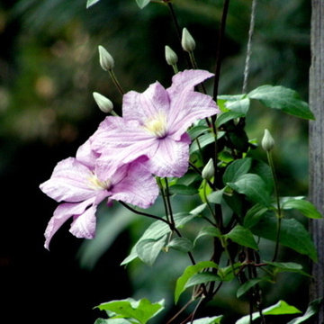 Belmont patio