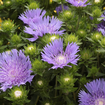 Stokesia