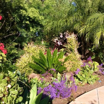 La Costa Oaks Drought-Tolerant