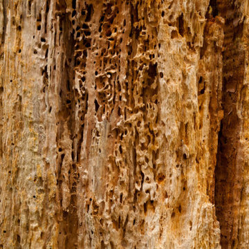 Signs Your Tree May Be Infested With Borers