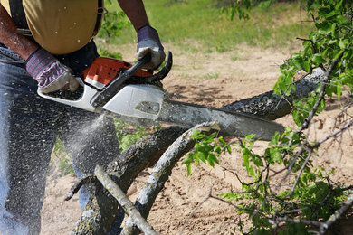 Tips for Selecting the Best Tree Service Company