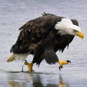 Foto von Kile’s Alter Eagle Mullen