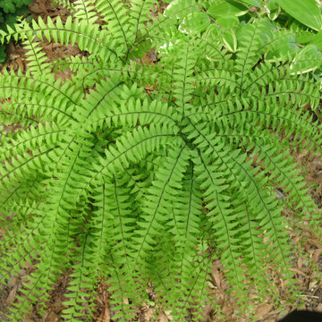 Delicate Maiden Fern