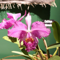 orchids - Products