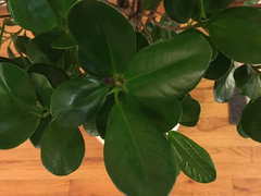 Ficus (?) Tree Losing Leaves | Houzz Forum