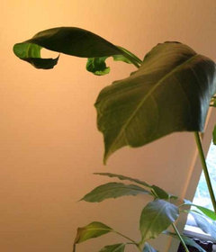 Help for leaves curling downward | Houzz Forum
