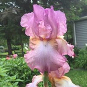 Jaimee Youngstrom's photo