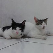 Abdul Rohman's photo