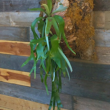 Staghorn Fern presented as living Garden Art