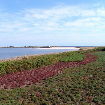 Quogue Residence - Wetland Creation