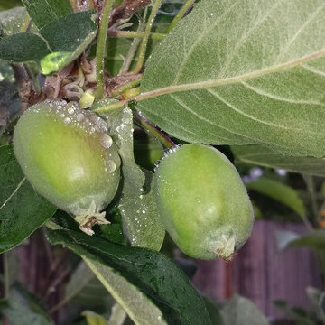 Fruit Tree Care Team--The art of edibles