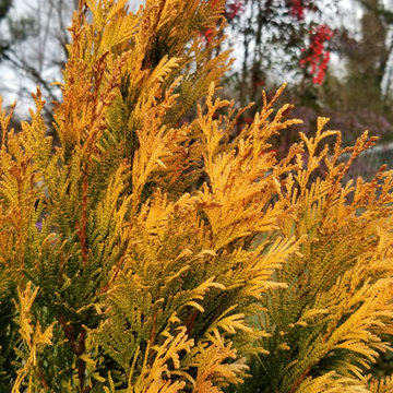 Gainesville Garden and Landscaping