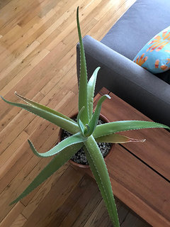 Please help my Aloe plant with thin, curling leaves