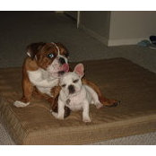 Samantha Powers's photo
