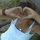 carolyn_cleary
