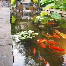 pond