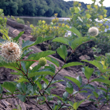 Cephalanthus occidentalis / Buttonbush
