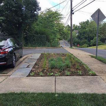 Day 2 - Bed E - Mixture of plugs and 3-4 qt Virginia native plants
