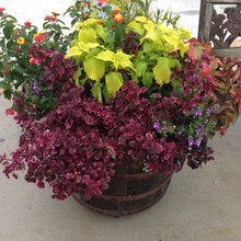 Hemlock pots
