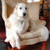 Sally McManuss billede