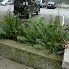 Gardens drought tolerant