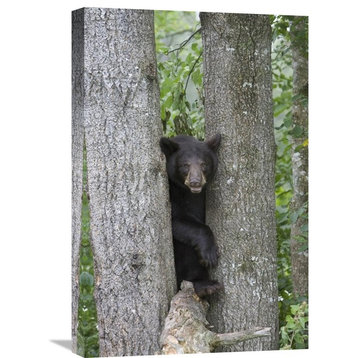 "Black Bear Juvenile Male In Tree, Orr, Minnesota" Artwork, 16" x 24"
