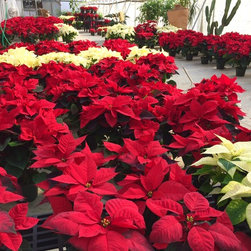 Holiday Plant Decor - Wreaths And Garlands