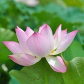 Thu Trà Đoàn's photo