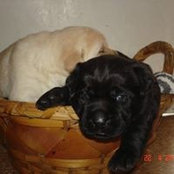 Labradores DeAlece's photo
