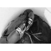 Adib Saring's photo