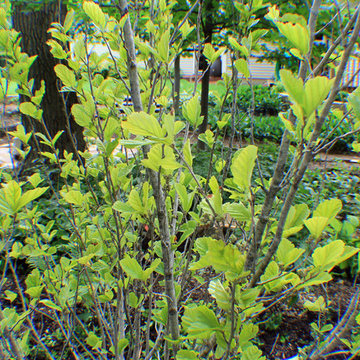 Batavia Garden