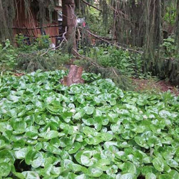 Unusual Plantings