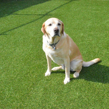Pet Friendly Artificial Grass