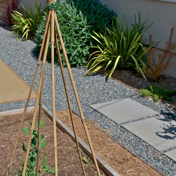 Teepee trellis using "Pea Sticks"