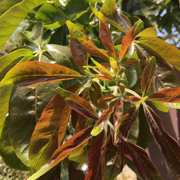 Uncommon Fruits to Grow in Santa Cruz