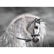 Marwa Ihab's photo