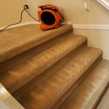 Carpet Cleaning a House Which Has Not Been Steam Cleaned for 8 Years Located in