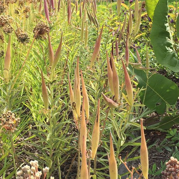 Native Perennial Gardens