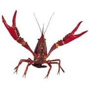 Skelly Hebert's photo