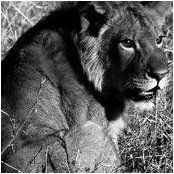 Kris Wilson's photo