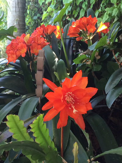 10 Shade-Loving Plants | Tropical Gardens | Houzz