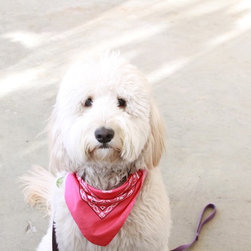 All About the Fluff - Products