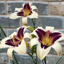My Daylilies