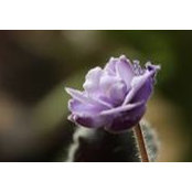 Sarah Cooley's photo