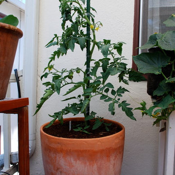 Growing Tomatoes in Containers