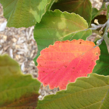 Witch Hazel 'Diane'