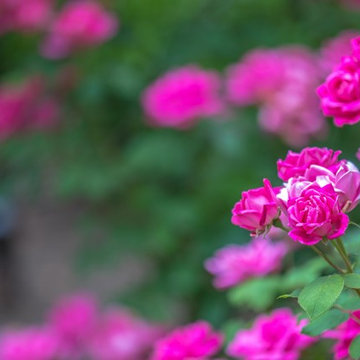 Gardens!