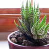 Grow This Pocket-Size Striped Succulent Indoors
