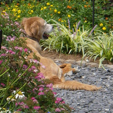 Pooch yard ideas